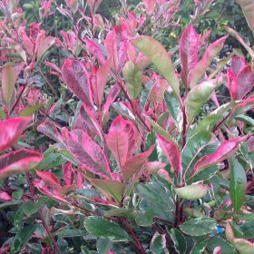 Photinia fr. ’Pink Marble’ – Korallberkenye