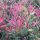 Photinia fr. ’Pink Marble’ – Korallberkenye