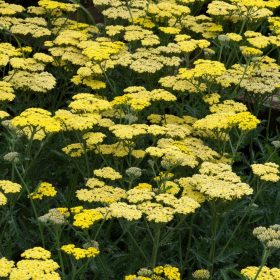   Achillea mill. ’Sassy Summer Lemon’ – Közönséges cickafark