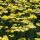 Achillea mill. ’Sassy Summer Lemon’ – Közönséges cickafark