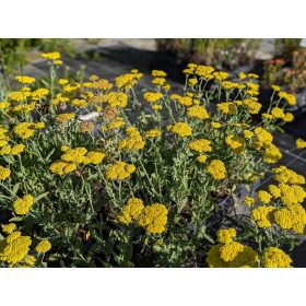 Achillea clypeolata ’Moonshine’- Cickafark