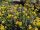 Achillea clypeolata ’Moonshine’- Cickafark