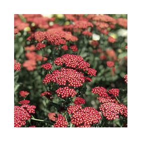   Achillea mill. ’Sassy Summer Sangria’ – Közönséges cickafark