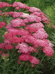 Achillea mill. ’Sassy Summer Sangria’ – Közönséges cickafark