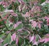 Acer negundo ’Flamingo’ – Tarka levelű zöld juhar