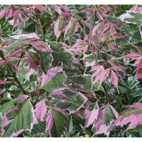 Acer negundo ’Flamingo’ – Tarka levelű zöld juhar