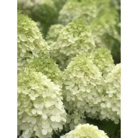   Hydrangea pan. ’Minty Spirit’ (Couhamint) – Fehér bugás hortenzia