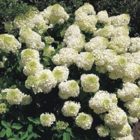   Hydrangea pan. ’Silver Dollar’ – Fehér bugás hortenzia