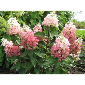 Hydrangea pan. ’Magical Vezuvio’ –bugás hortenzia